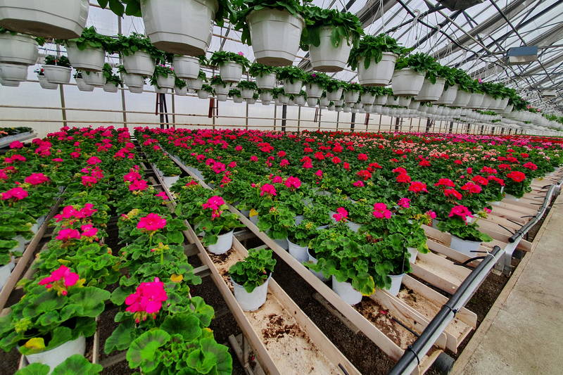 The vision for Laminin Place also includes work programs for both day and residential citizens. 