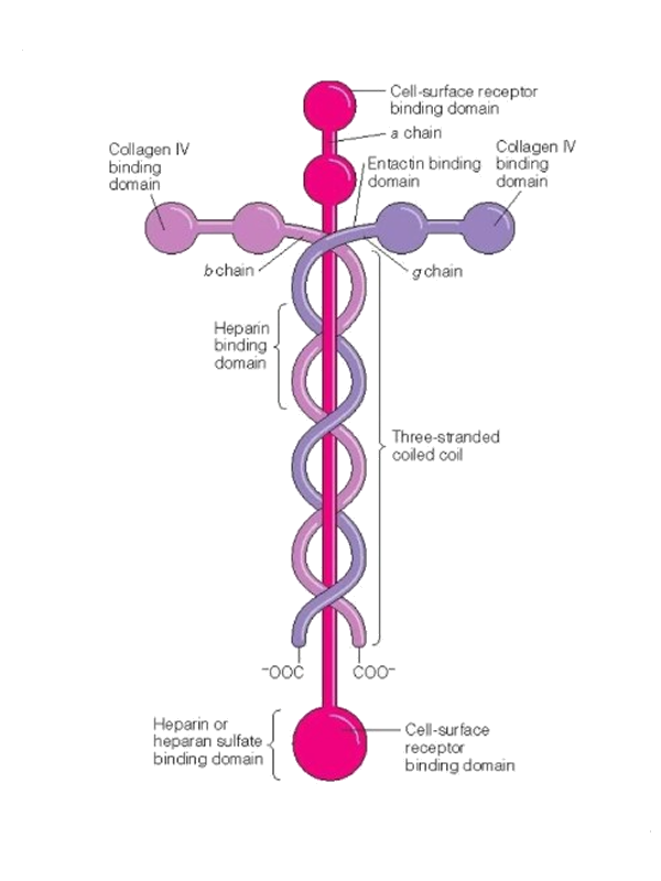 The Laminin Cross